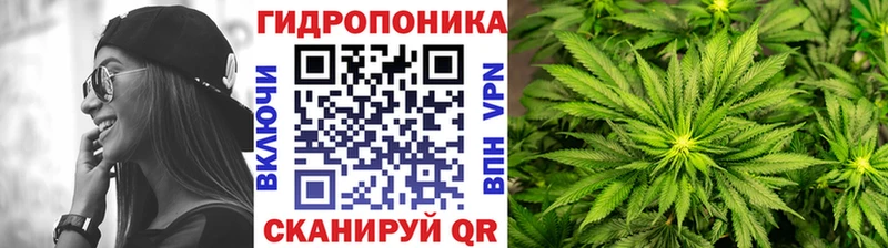 Конопля гибрид  Острогожск 